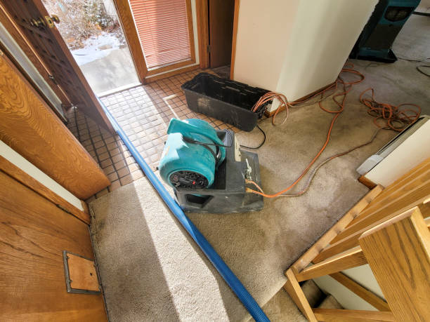 Best Mold removal after water damage  in Levittown, PA